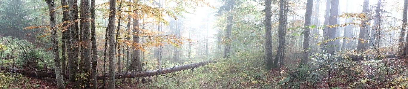 Photo ambiance fruitière