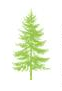 Sapin
